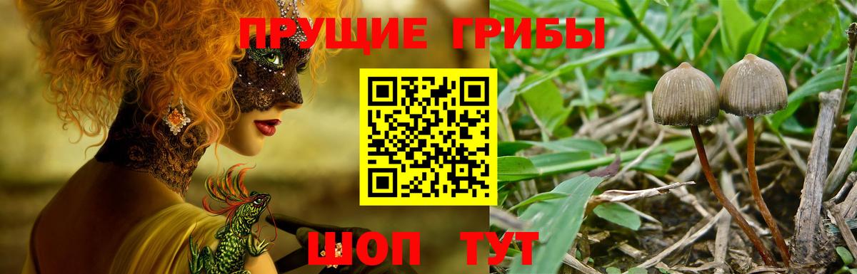 Галлюциногенные грибы MAGIC MUSHROOMS  Псилоцибиновые грибы Cubensis  купить наркотики сайты  Вход с VPN  Тара 